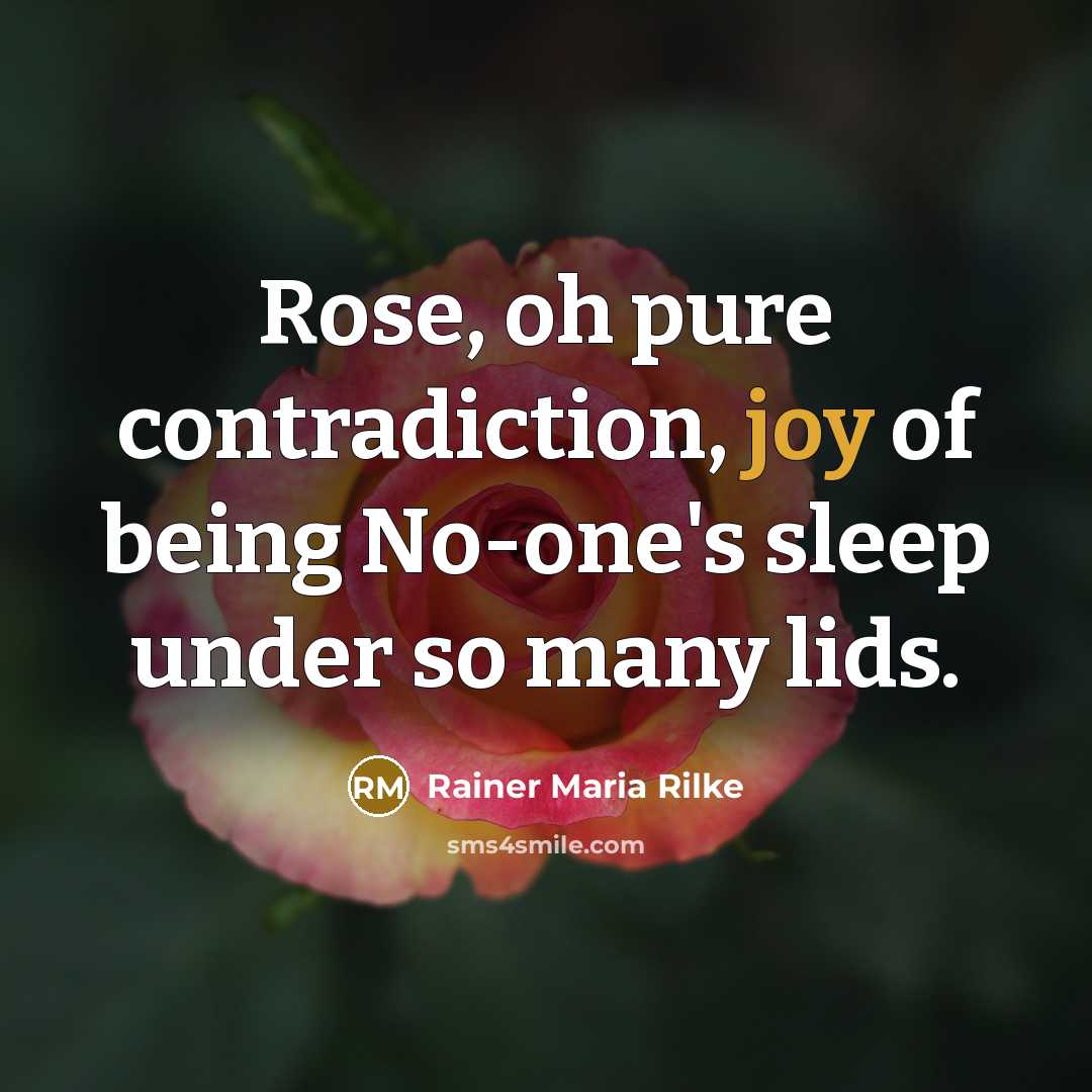 “Rose, oh pure contradiction, joy of being No-one's sleep under…” quote by Rainer Maria Rilke