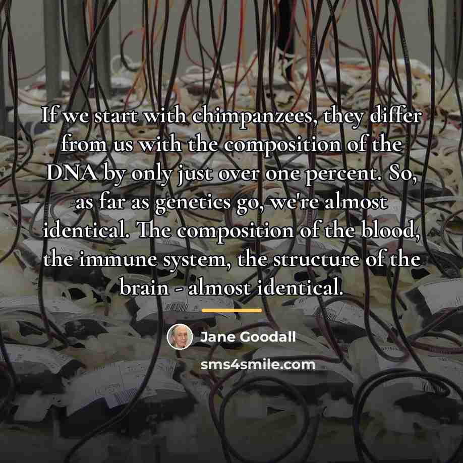 “If we start with chimpanzees, they differ from us with…” quote by Jane Goodall