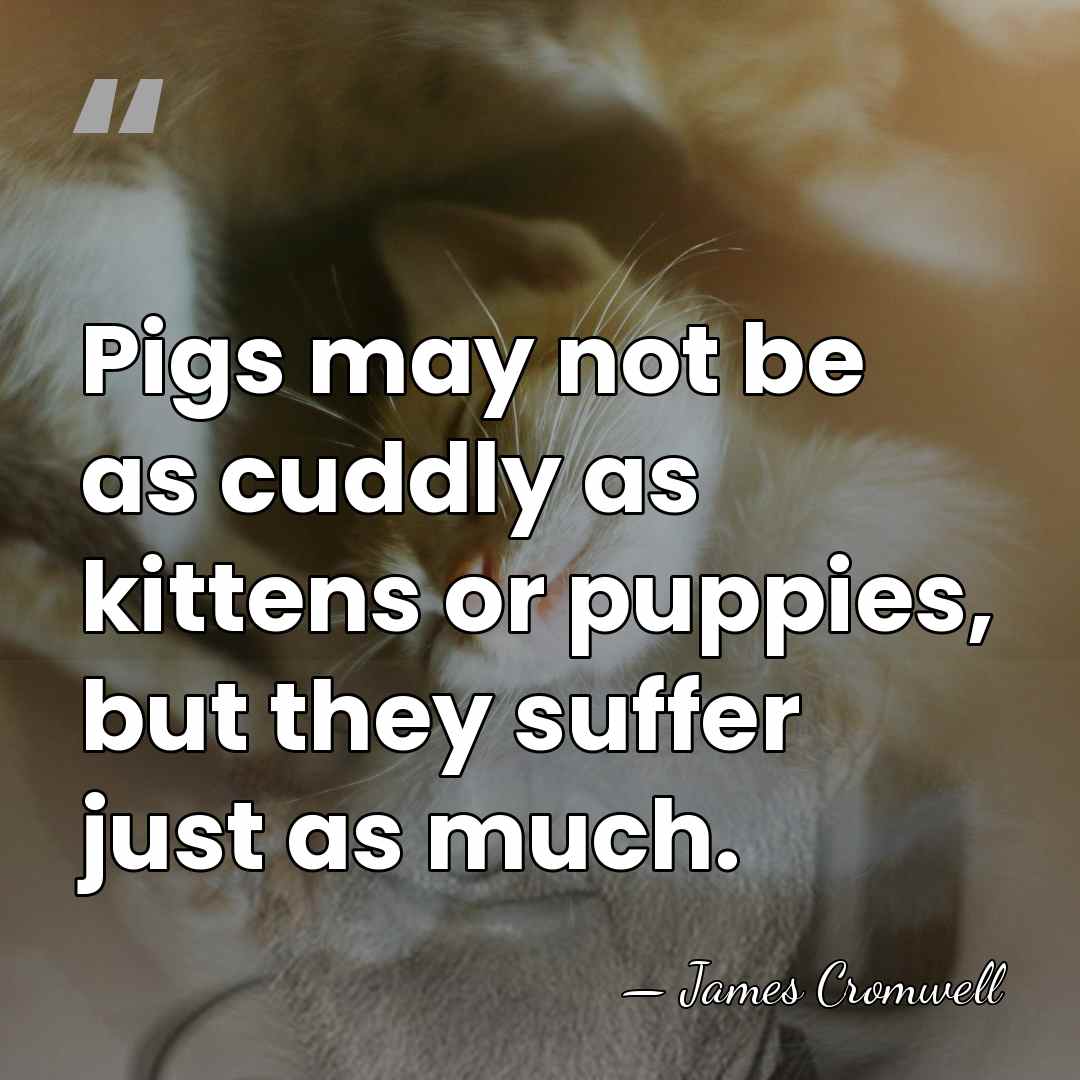 Pigs may not be as cuddly as kittens or puppies, but they&hellip; - James Cromwell