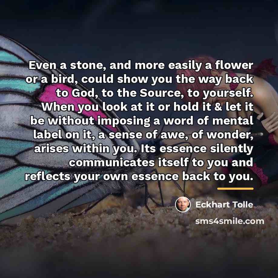 “Even a stone, and more easily a flower or a…” quote by Eckhart Tolle