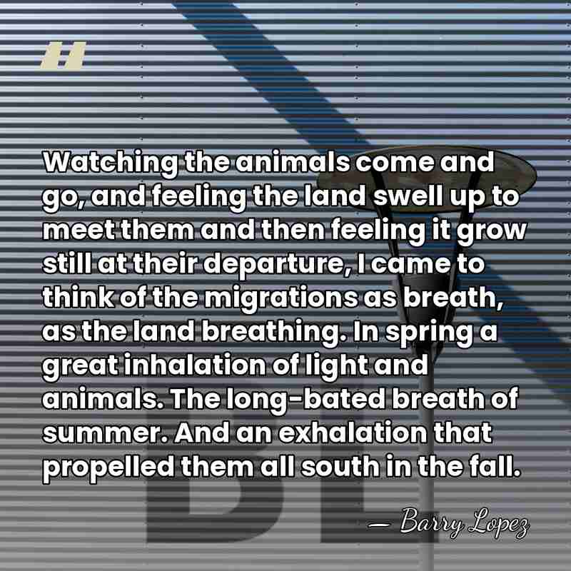 Watching the animals come and go, and feeling the land swell up&hellip; - Barry Lopez