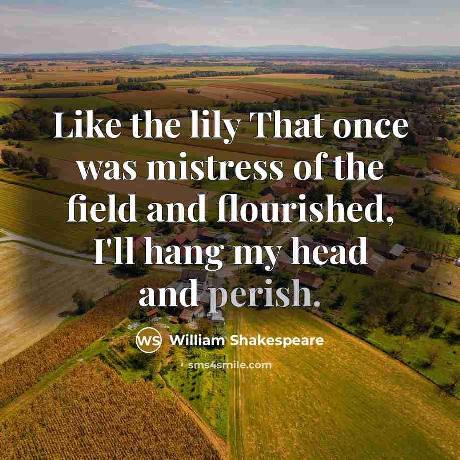 “Like the lily That once was mistress of the field…” quote by William Shakespeare