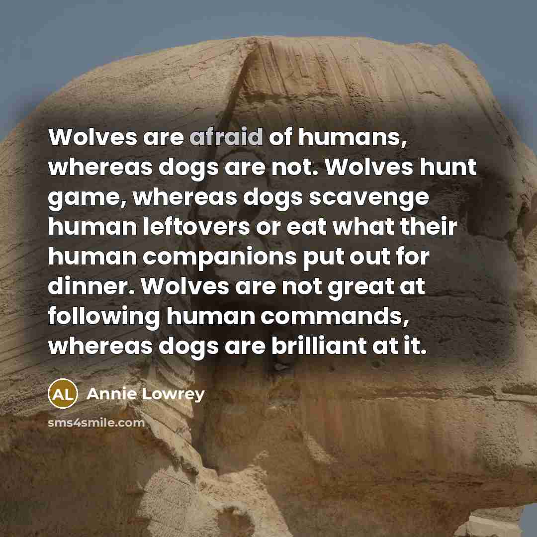 “Wolves are afraid of humans, whereas dogs are not. Wolves…” quote by Annie Lowrey