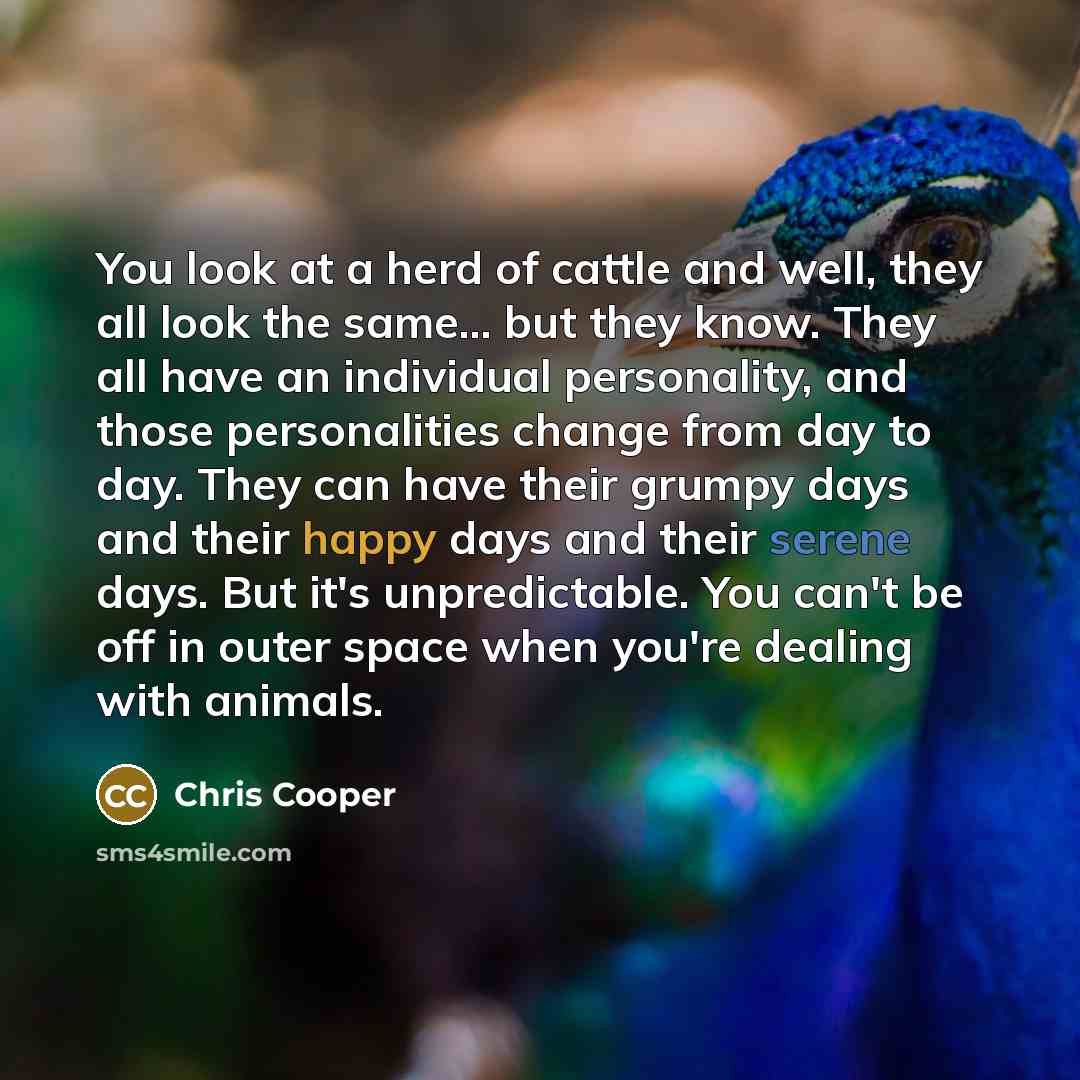 “You look at a herd of cattle and well, they…” quote by Chris Cooper