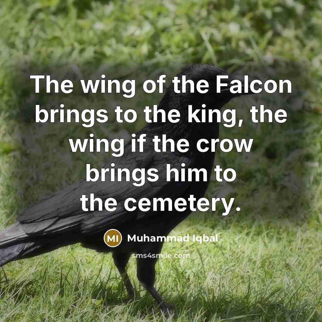 “The wing of the Falcon brings to the king, the…” quote by Muhammad Iqbal