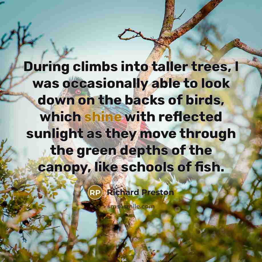 “During climbs into taller trees, I was occasionally able to…” quote by Richard Preston