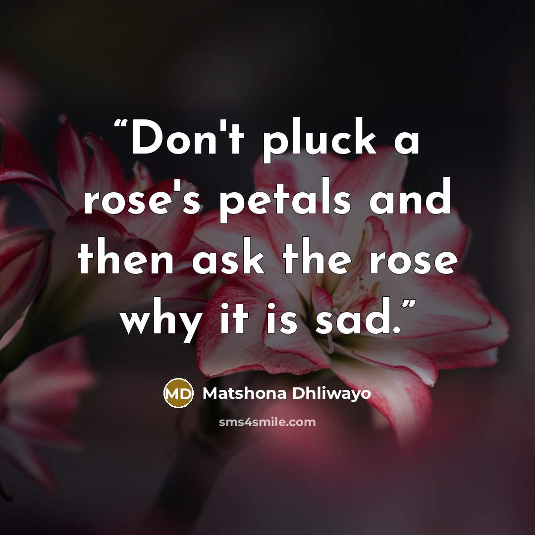 “Don't pluck a rose's petals and then ask the rose why it is sad.” quote by Matshona Dhliwayo