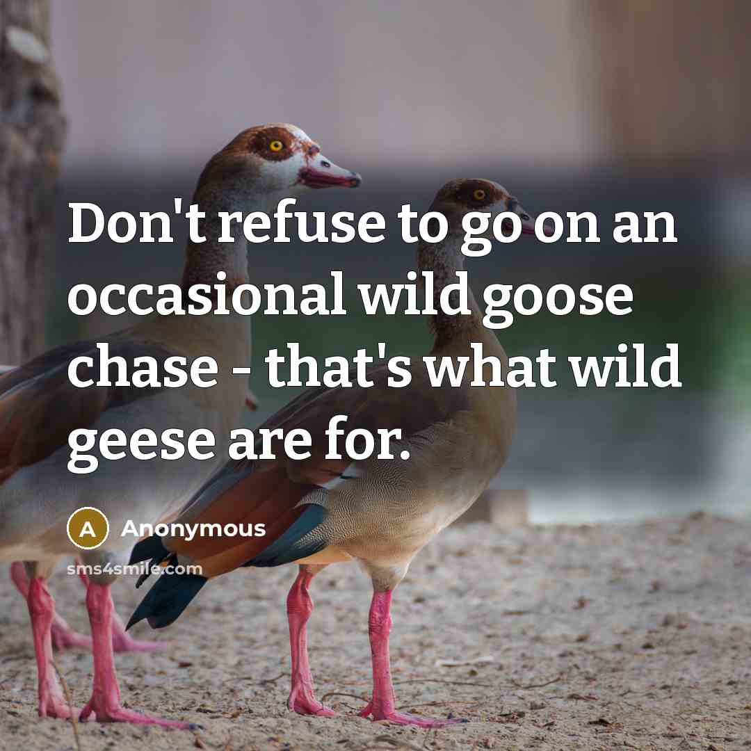 “Don't refuse to go on an occasional wild goose chase…” quote by Anonymous
