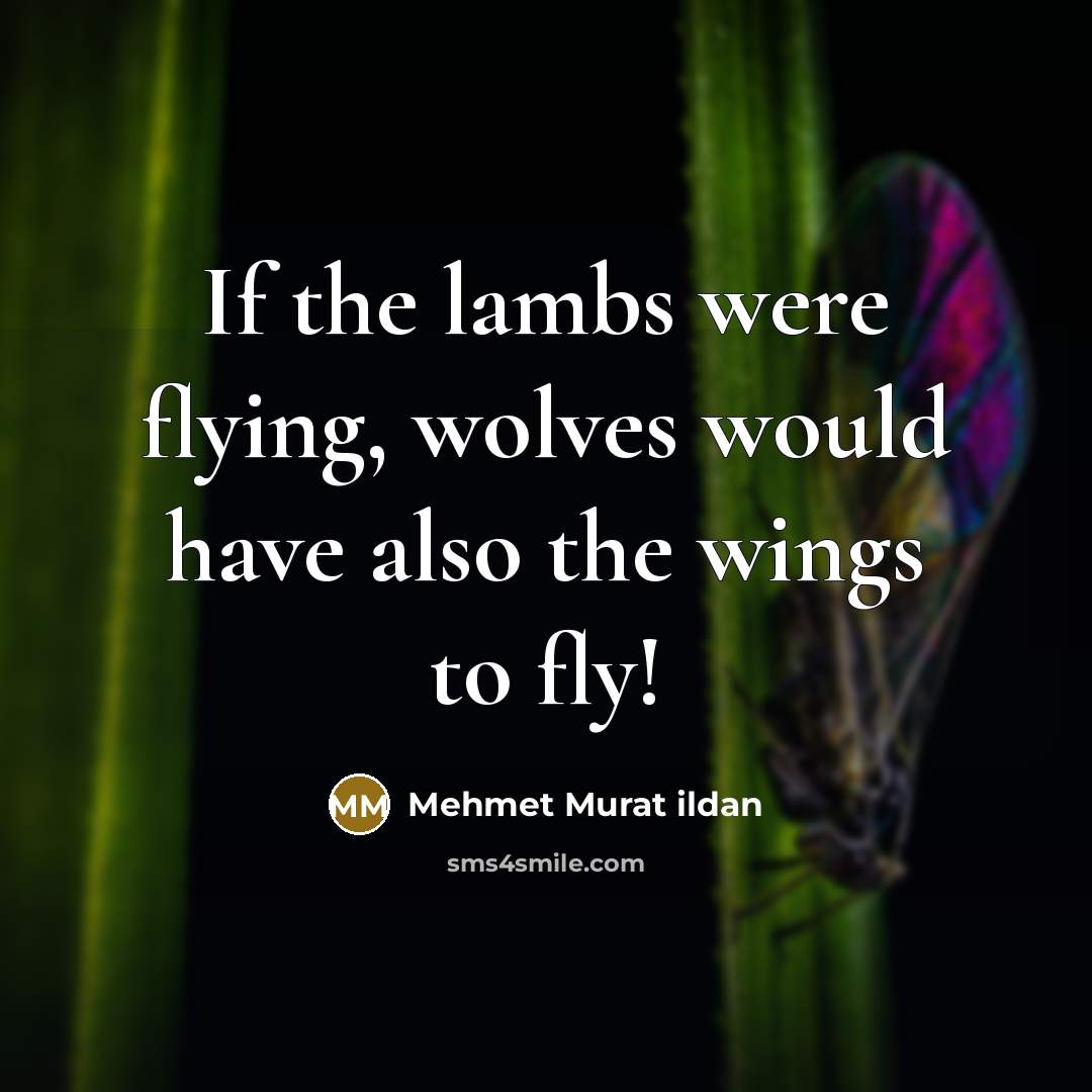 “If the lambs were flying, wolves would have also the…” quote by Mehmet Murat Ildan