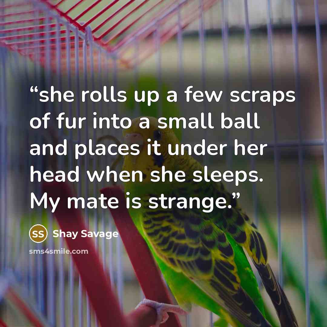 “she rolls up a few scraps of fur into a small ball and places it under her head when she sleeps. My mate is strange.” quote by Shay Savage