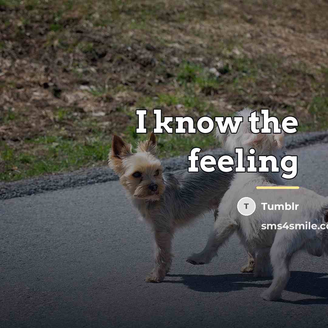 “I know the feeling…” quote by Tumblr