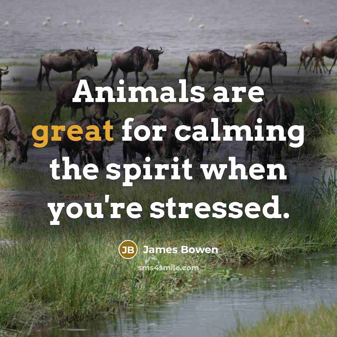 “Animals are great for calming the spirit when you're stressed.…” quote by James Bowen