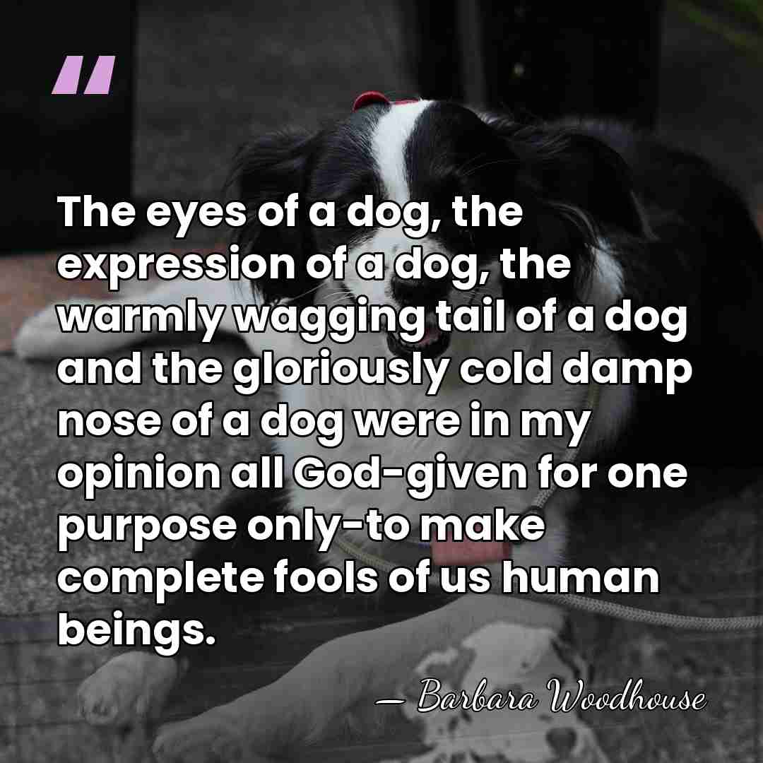 The eyes of a dog, the expression of a dog, the warmly&hellip; - Barbara Woodhouse