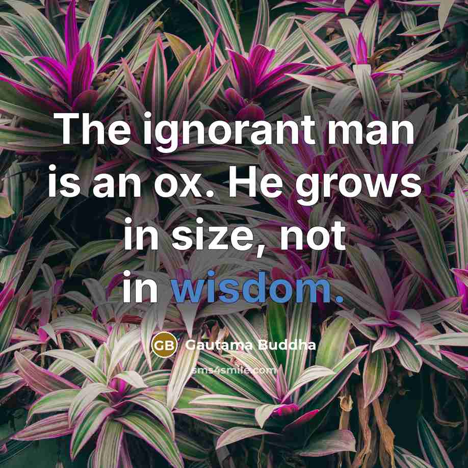 “The ignorant man is an ox. He grows in size,…” quote by Gautama Buddha