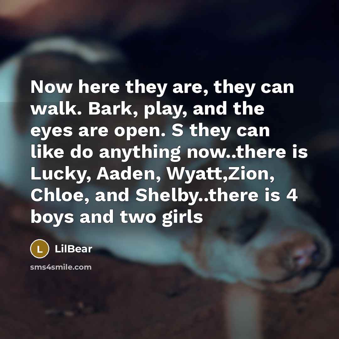“Now here they are, they can walk. Bark, play, and…” quote by LilBear