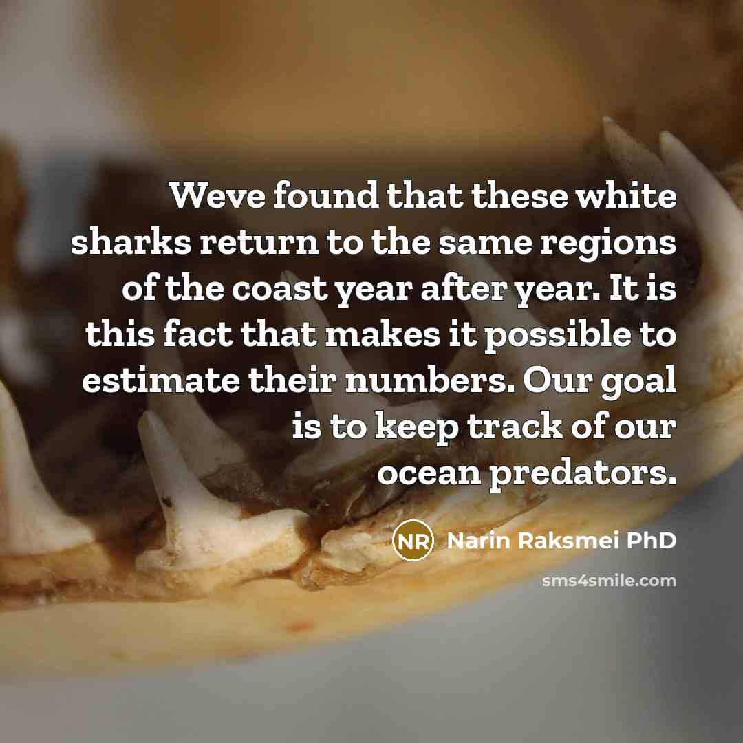“Weve found that these white sharks return to the same regions of the coast year after year. It is this fact that makes it possible to estimate their numbers. Our goal is to keep track of our ocean predators.” quote by Narin Raksmei PhD