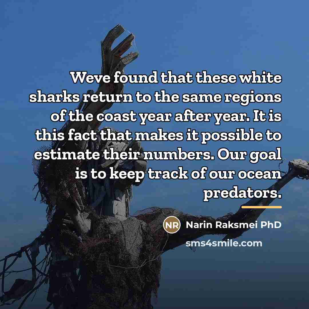 “Weve found that these white sharks return to the same…” quote by Narin Raksmei PhD