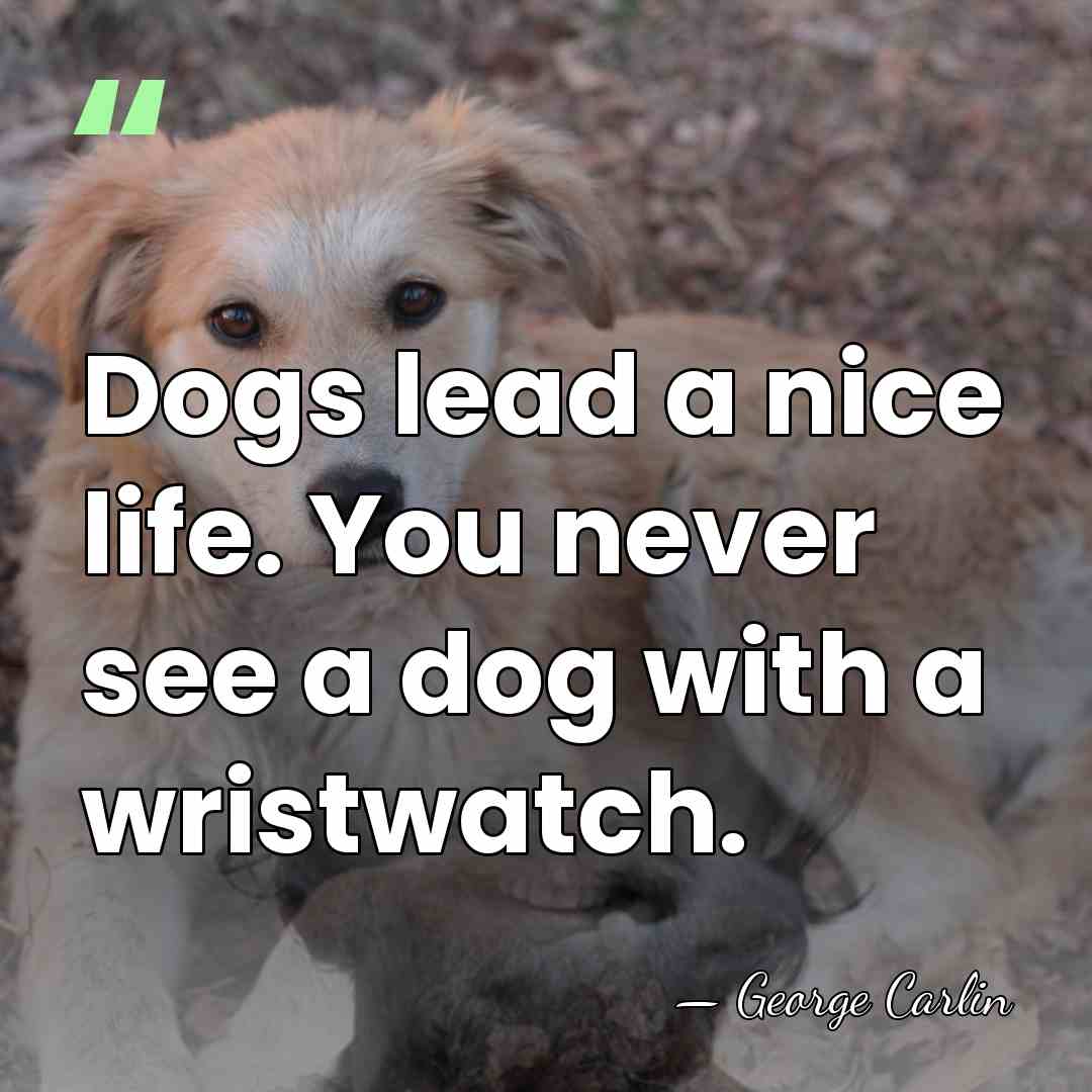 Dogs lead a nice life. You never see a dog with a&hellip; - George Carlin