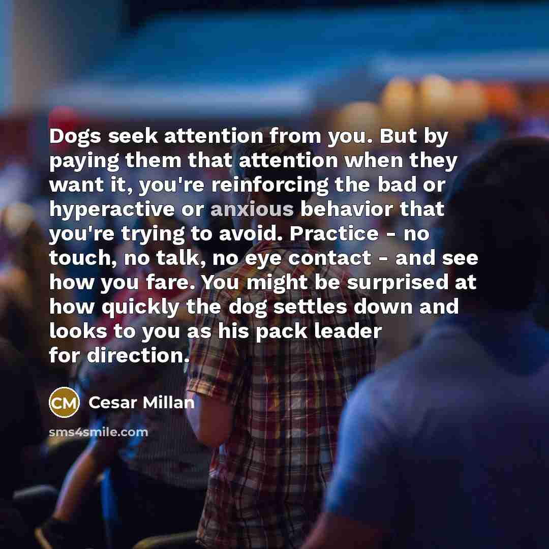 “Dogs seek attention from you. But by paying them that…” quote by Cesar Millan