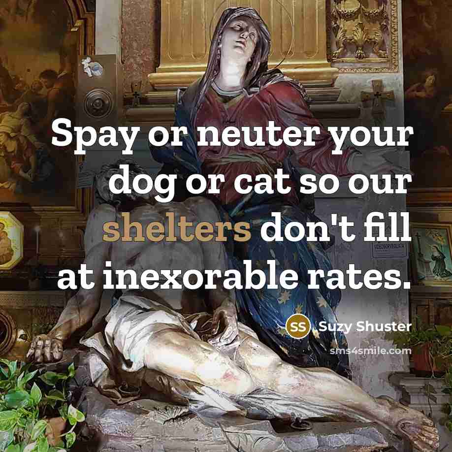 “Spay or neuter your dog or cat so our shelters don't fill at inexorable rates.” quote by Suzy Shuster