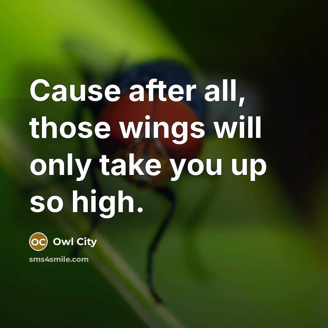 “Cause after all, those wings will only take you up…” quote by Owl City
