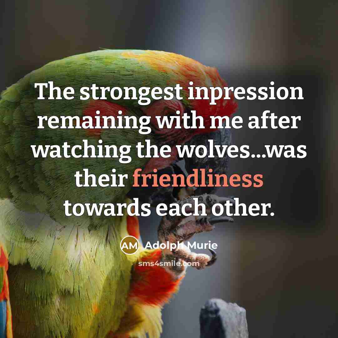 “The strongest inpression remaining with me after watching the wolves...was…” quote by Adolph Murie
