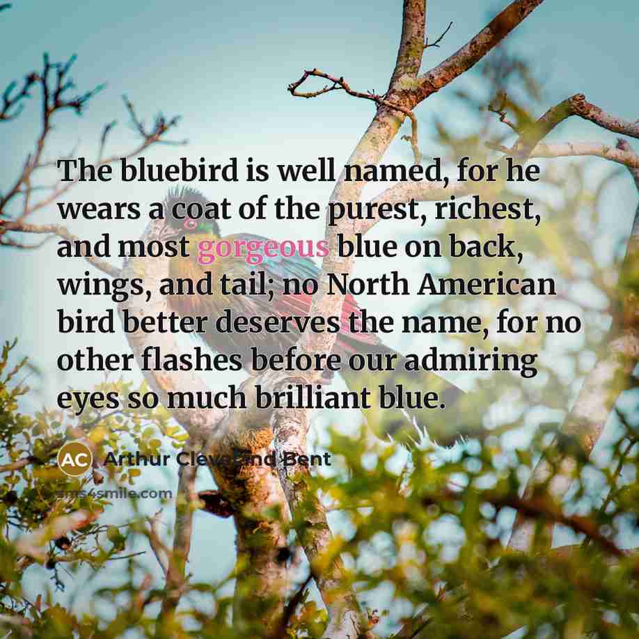 “The bluebird is well named, for he wears a coat…” quote by Arthur Cleveland Bent