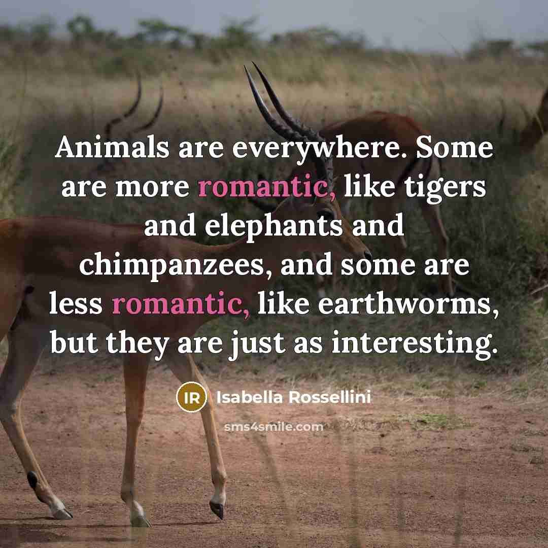 “Animals are everywhere. Some are more romantic, like tigers and…” quote by Isabella Rossellini