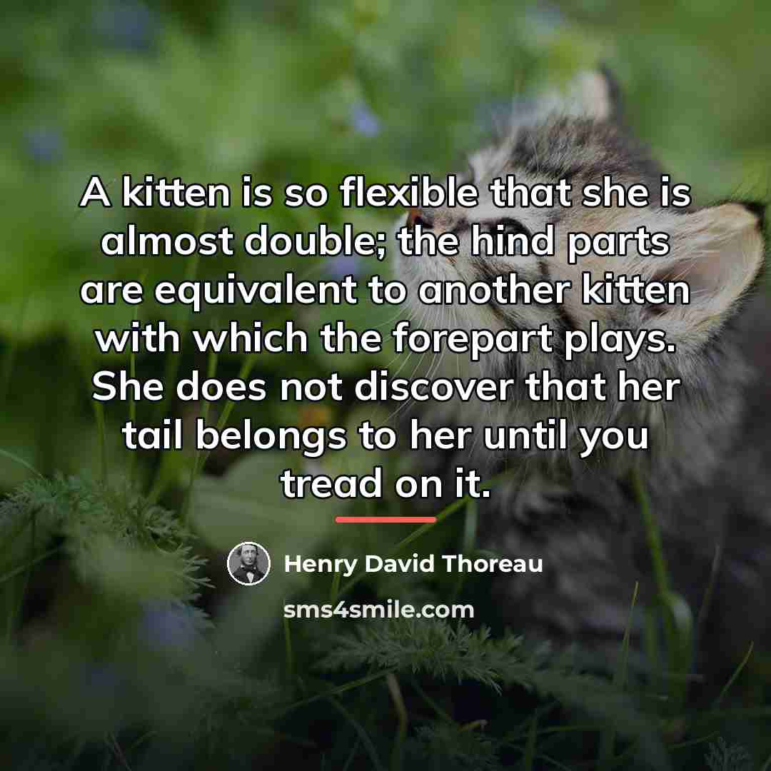 “A kitten is so flexible that she is almost double;…” quote by Henry David Thoreau
