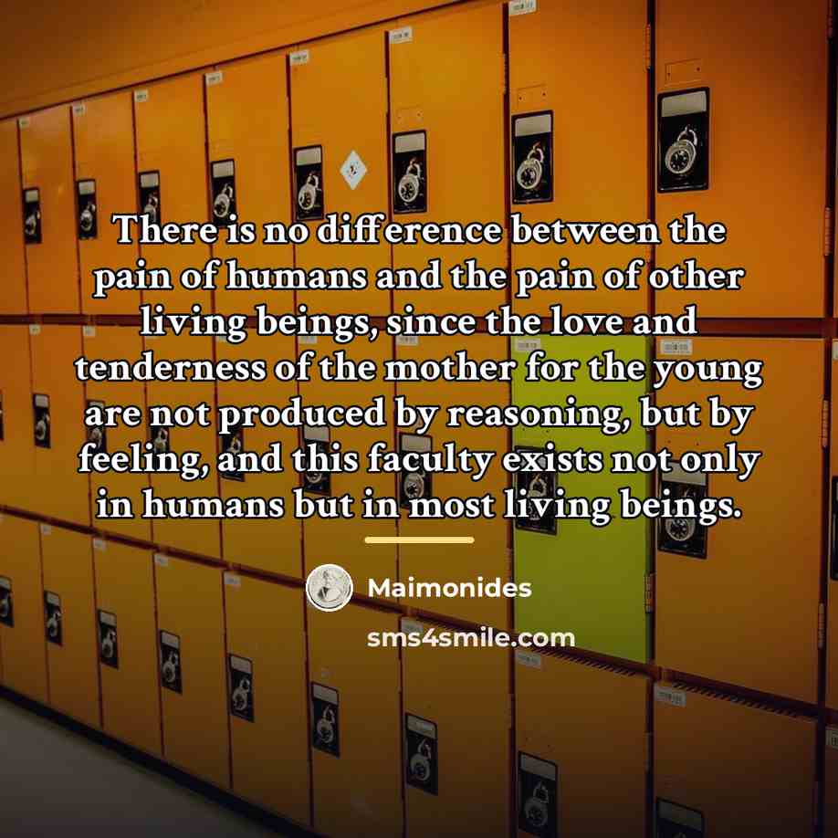 “There is no difference between the pain of humans and…” quote by Maimonides