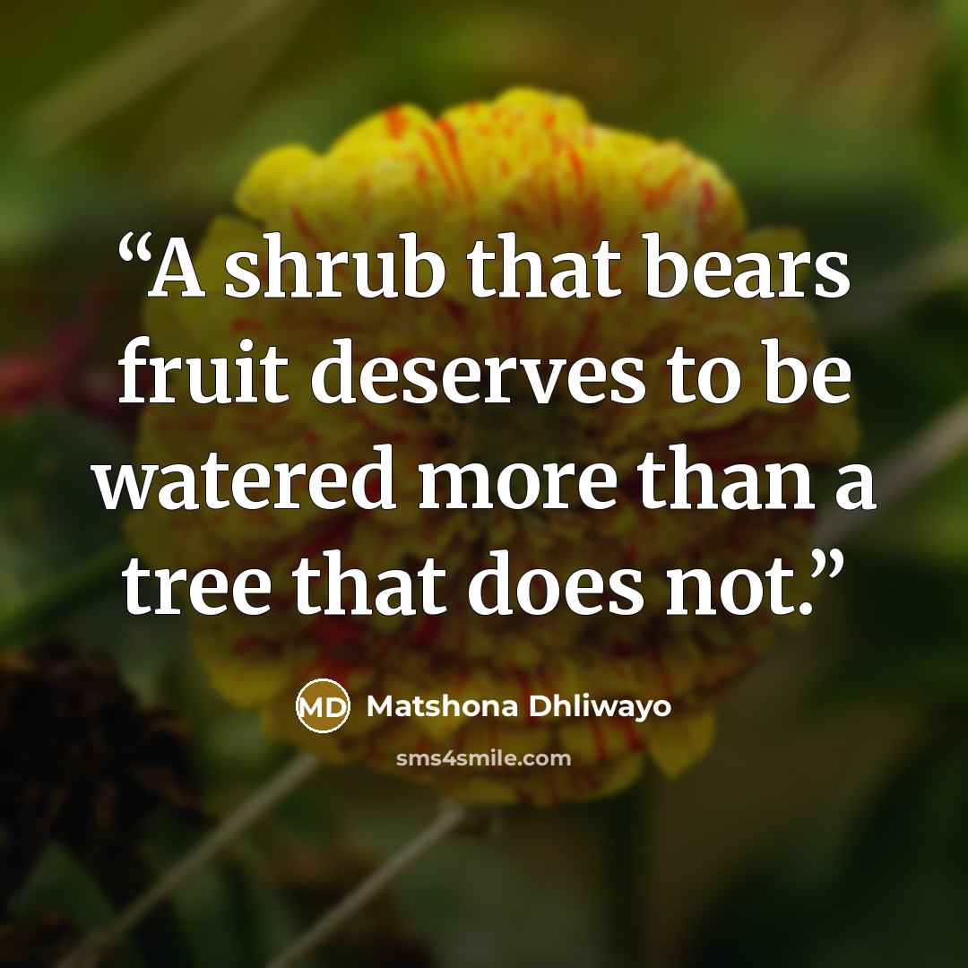 “A shrub that bears fruit deserves to be watered more than a tree that does not.” quote by Matshona Dhliwayo