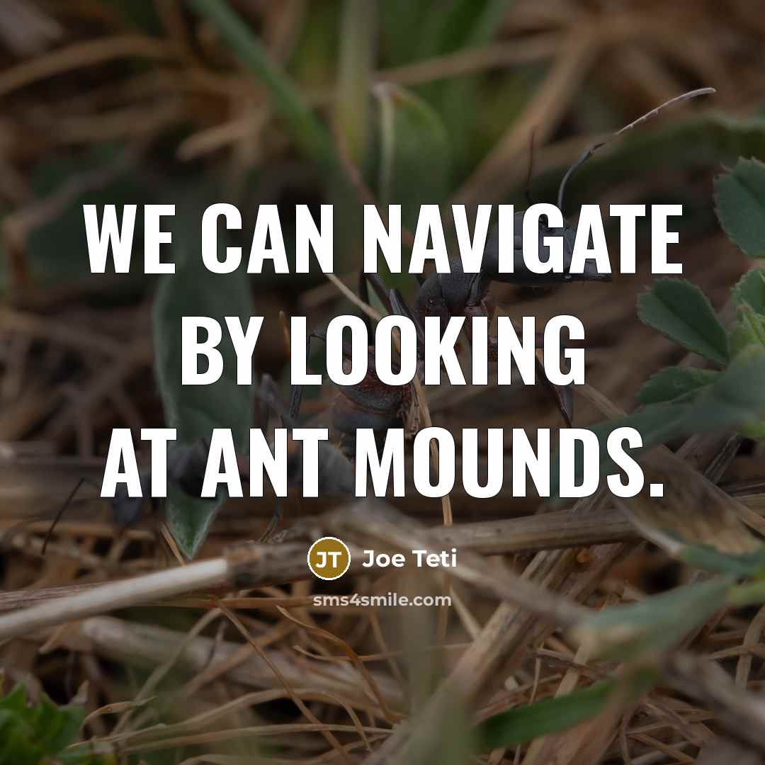 “We can navigate by looking at ant mounds.…” quote by Joe Teti