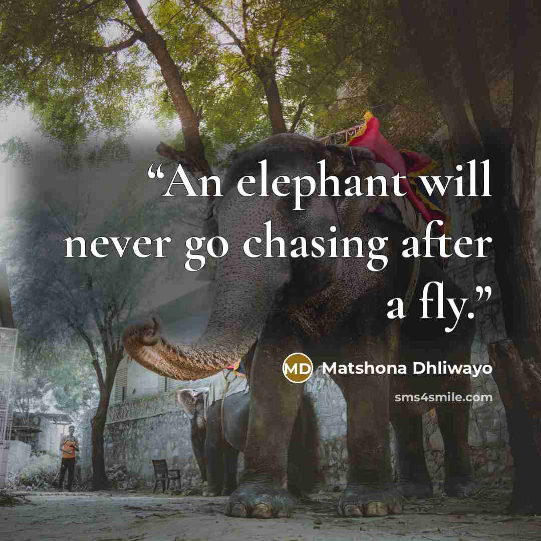 “An elephant will never go chasing after a fly.” quote by Matshona Dhliwayo