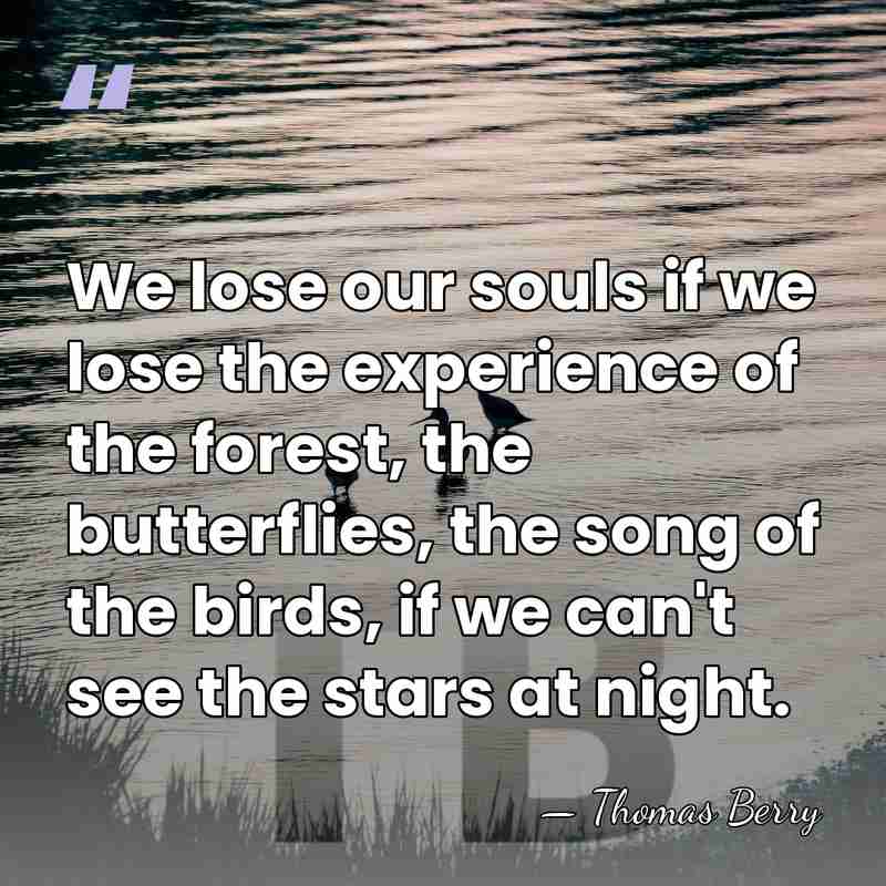 We lose our souls if we lose the experience of the forest,&hellip; - Thomas Berry