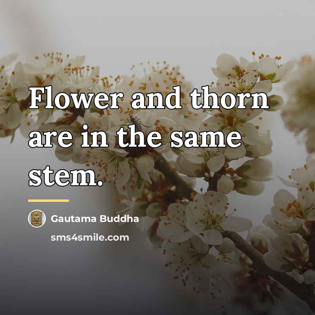 “Flower and thorn are in the same stem.…” quote by Gautama Buddha