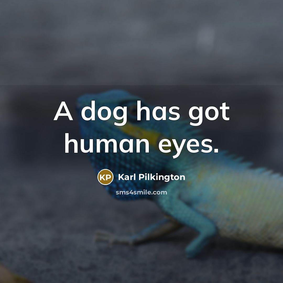 “A dog has got human eyes.” quote by Karl Pilkington