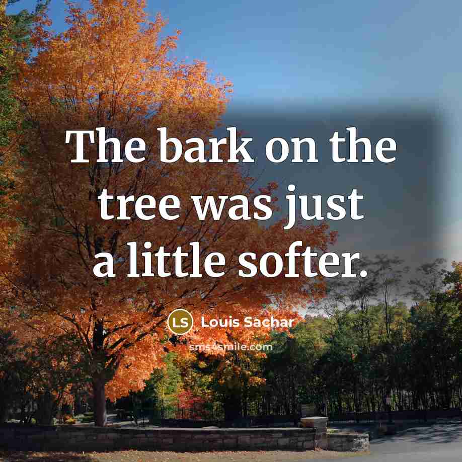 “The bark on the tree was just a little softer.…” quote by Louis Sachar