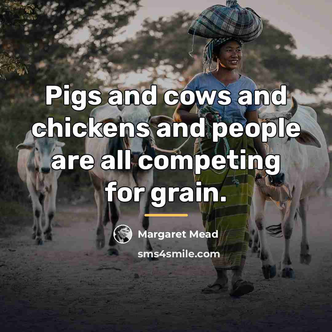 “Pigs and cows and chickens and people are all competing…” quote by Margaret Mead