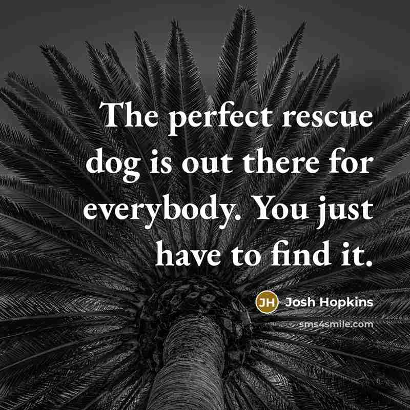 “The perfect rescue dog is out there for everybody. You just have to find it.” quote by Josh Hopkins