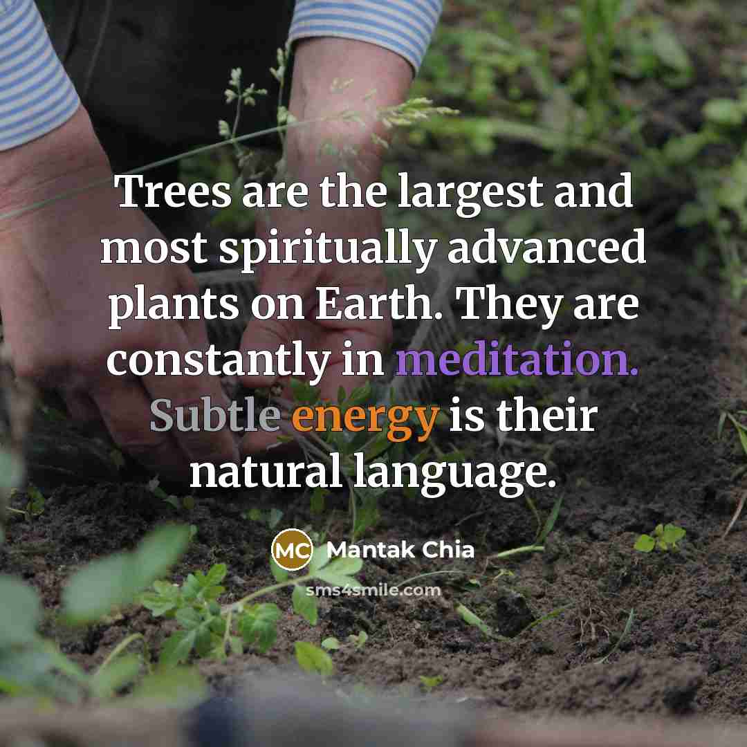 “Trees are the largest and most spiritually advanced plants on…” quote by Mantak Chia