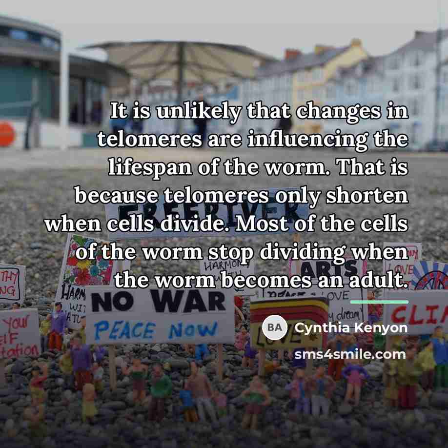 “It is unlikely that changes in telomeres are influencing the…” quote by Cynthia Kenyon