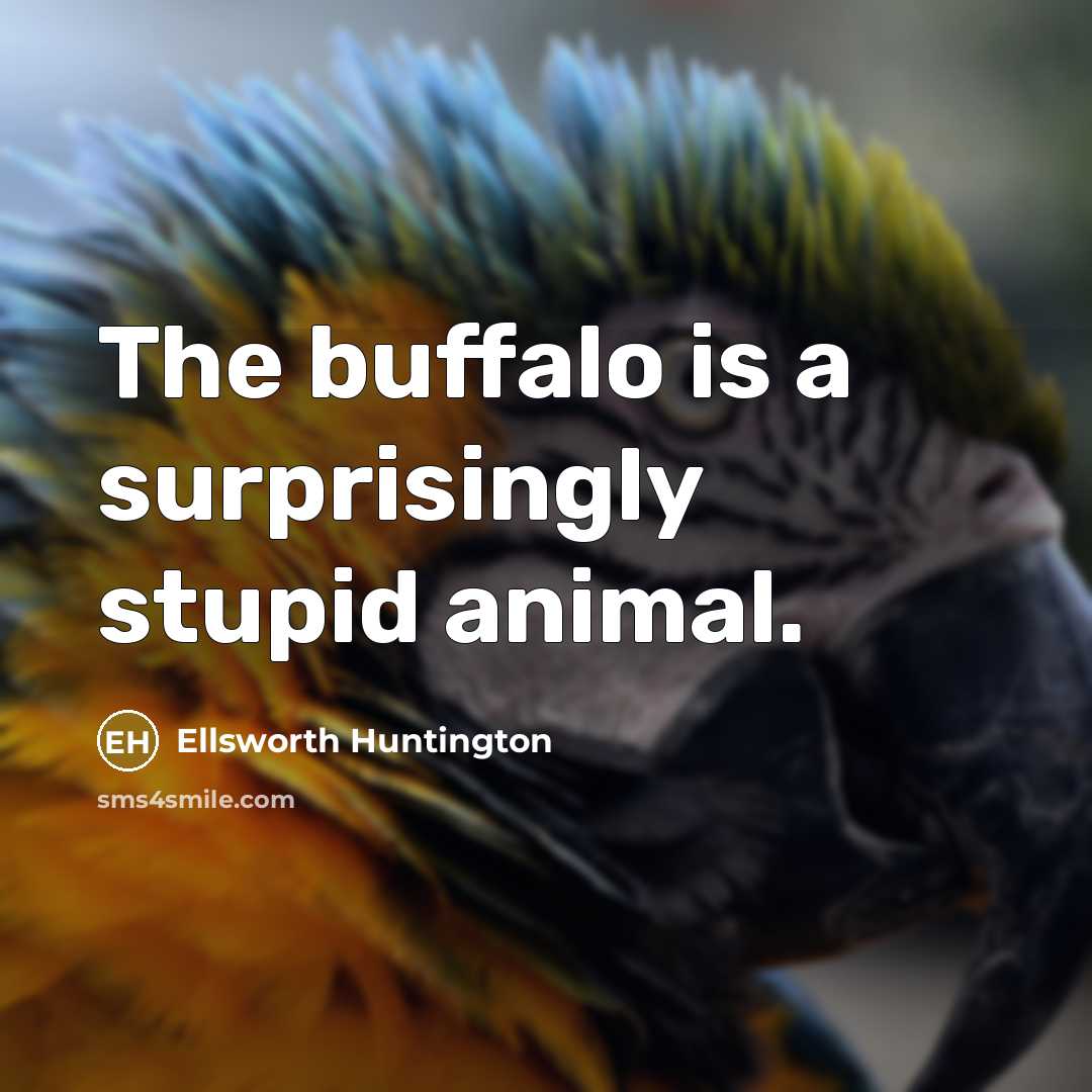 “The buffalo is a surprisingly stupid animal.…” quote by Ellsworth Huntington