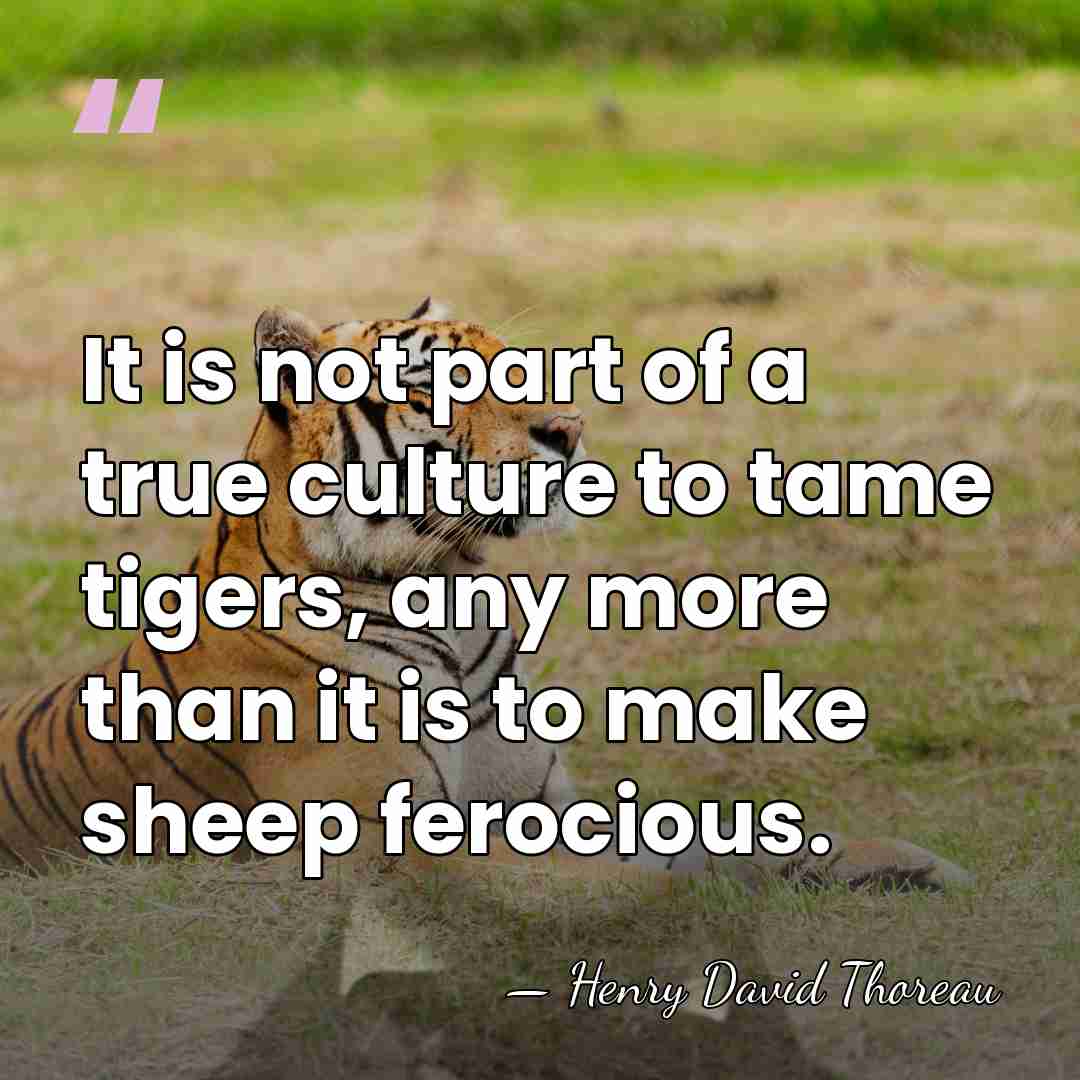 It is not part of a true culture to tame tigers, any&hellip; - Henry David Thoreau