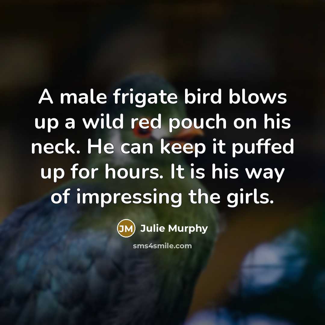 “A male frigate bird blows up a wild red pouch…” quote by Julie Murphy
