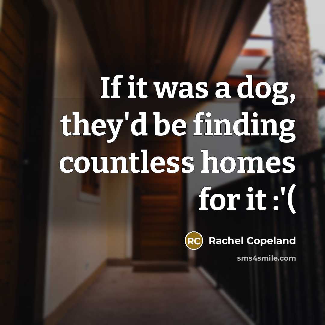 “If it was a dog, they'd be finding countless homes…” quote by Rachel Copeland