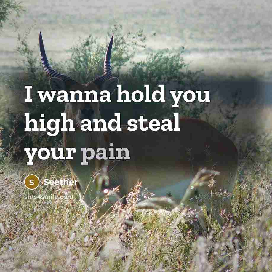 “I wanna hold you high and steal your pain” quote by Seether