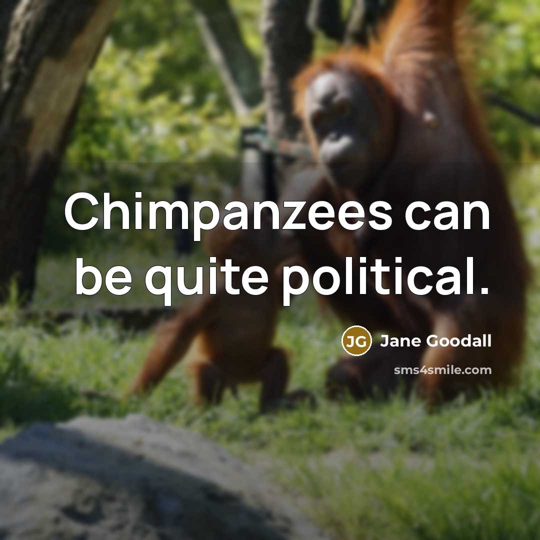 “Chimpanzees can be quite political.…” quote by Jane Goodall