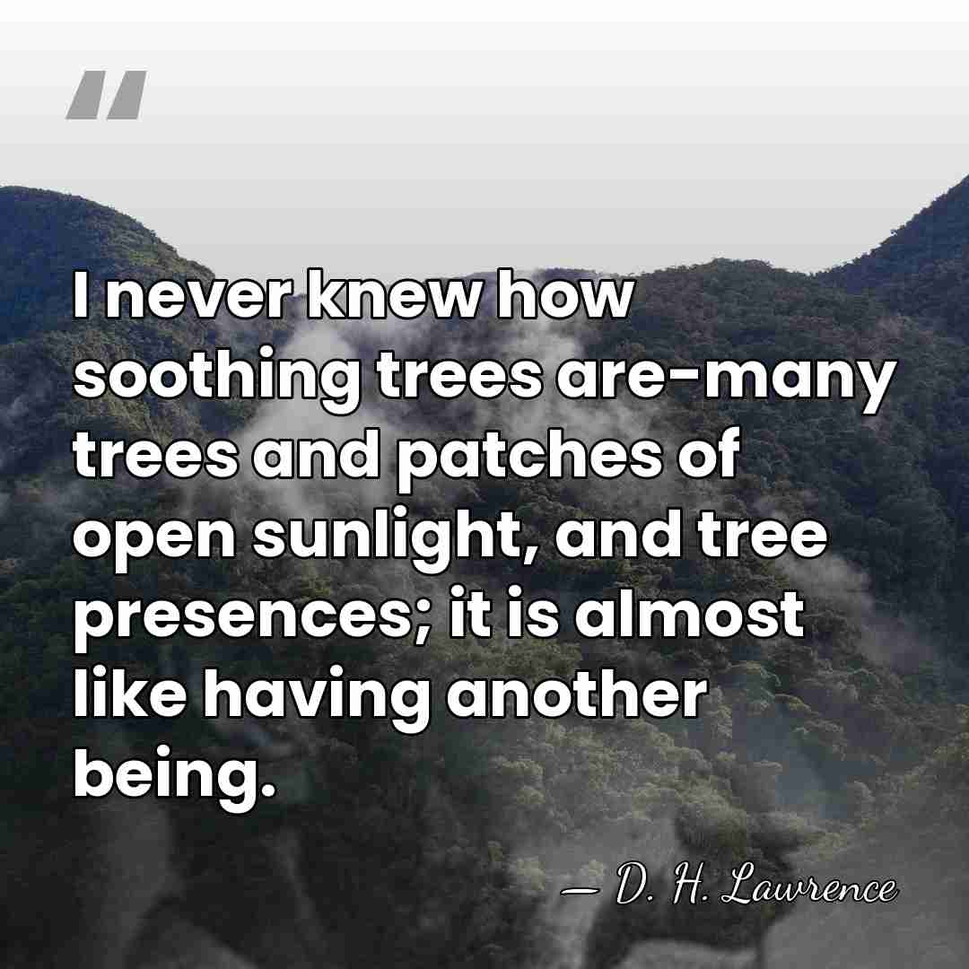 I never knew how soothing trees are-many trees and patches of open&hellip; - D. H. Lawrence