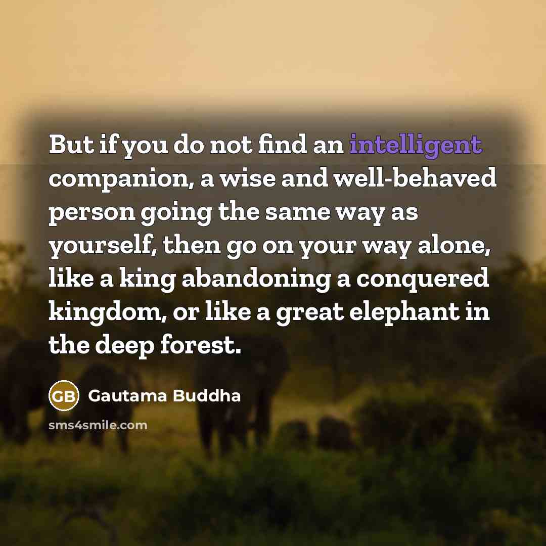 “But if you do not find an intelligent companion, a…” quote by Gautama Buddha