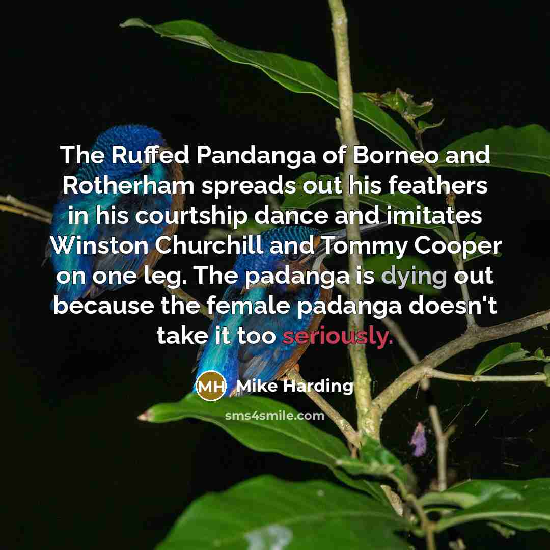 “The Ruffed Pandanga of Borneo and Rotherham spreads out his…” quote by Mike Harding